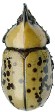 Dynastes tityus.jpg